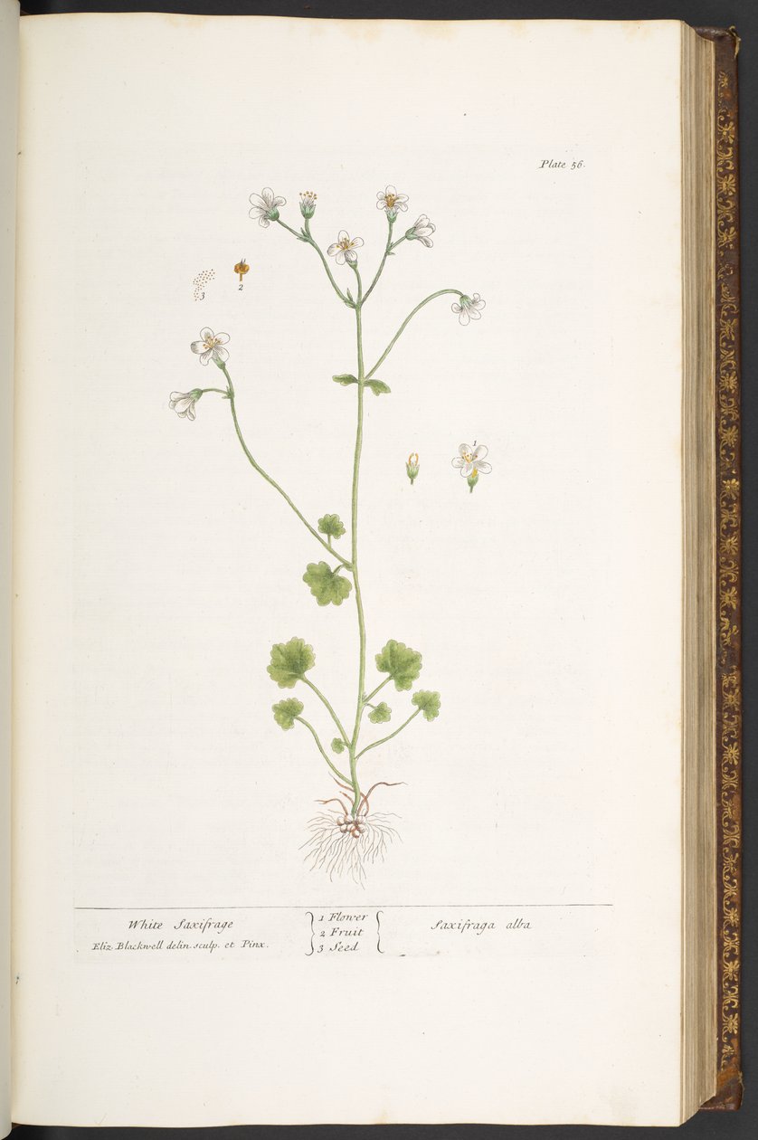 Talerz 56, Biała Skalnica, z „Ciekawy Ziołowy” autorstwa Elizabeth Blackwell