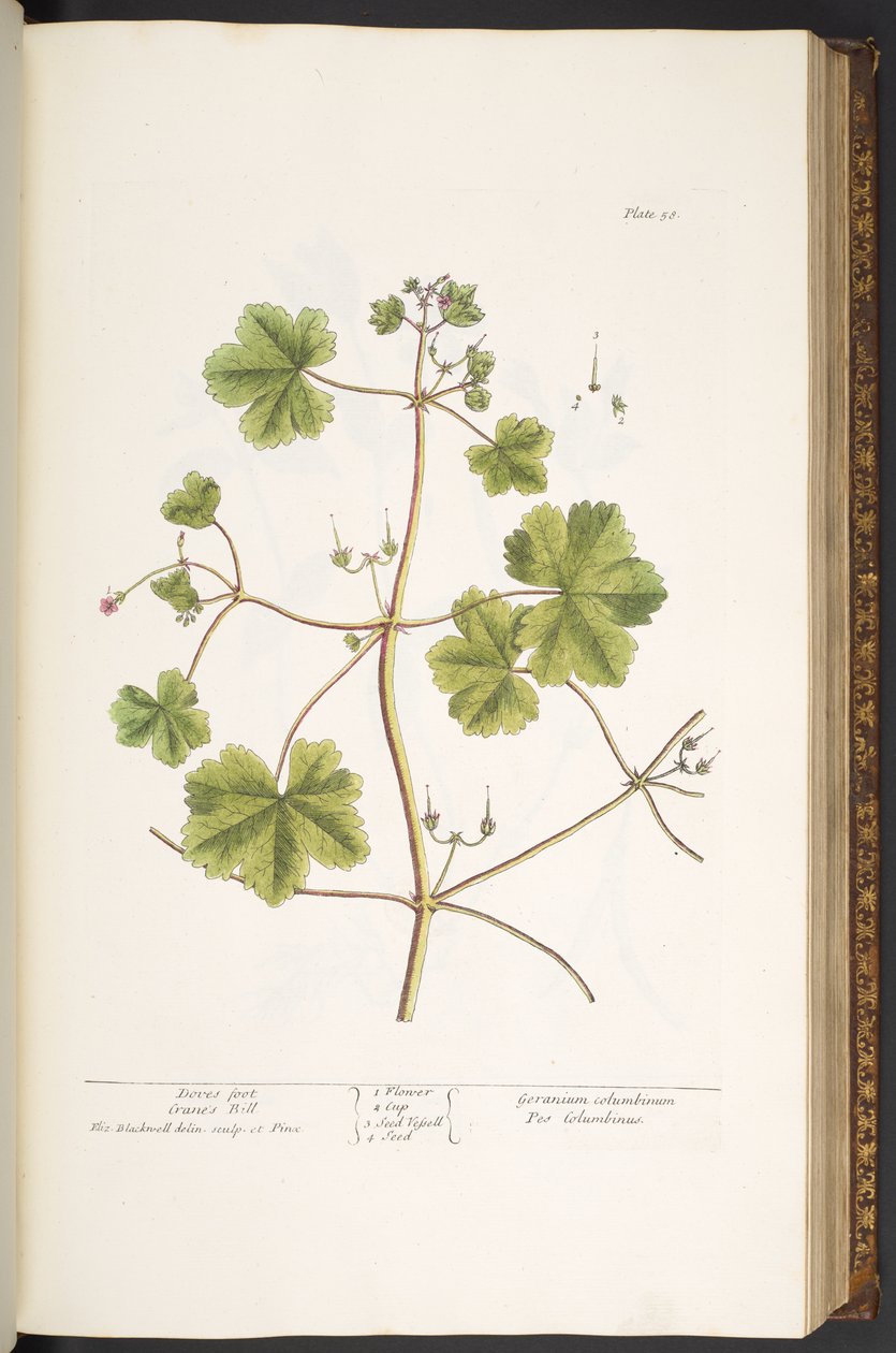 Talerz 58, Gołąbka, Dziób Żurawia, z „Ciekawego zielnika” autorstwa Elizabeth Blackwell