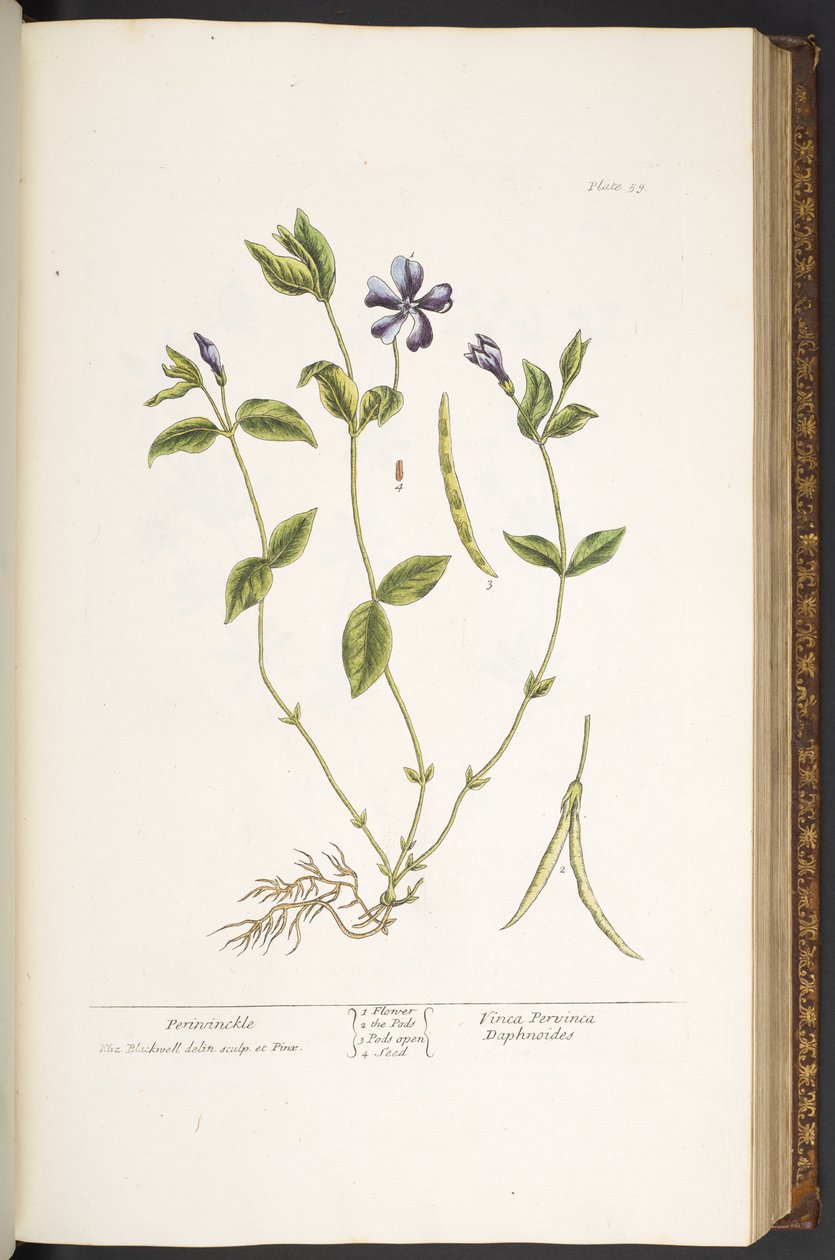 Talerz 59, Barwinek, z „Ciekawego zielnika” autorstwa Elizabeth Blackwell