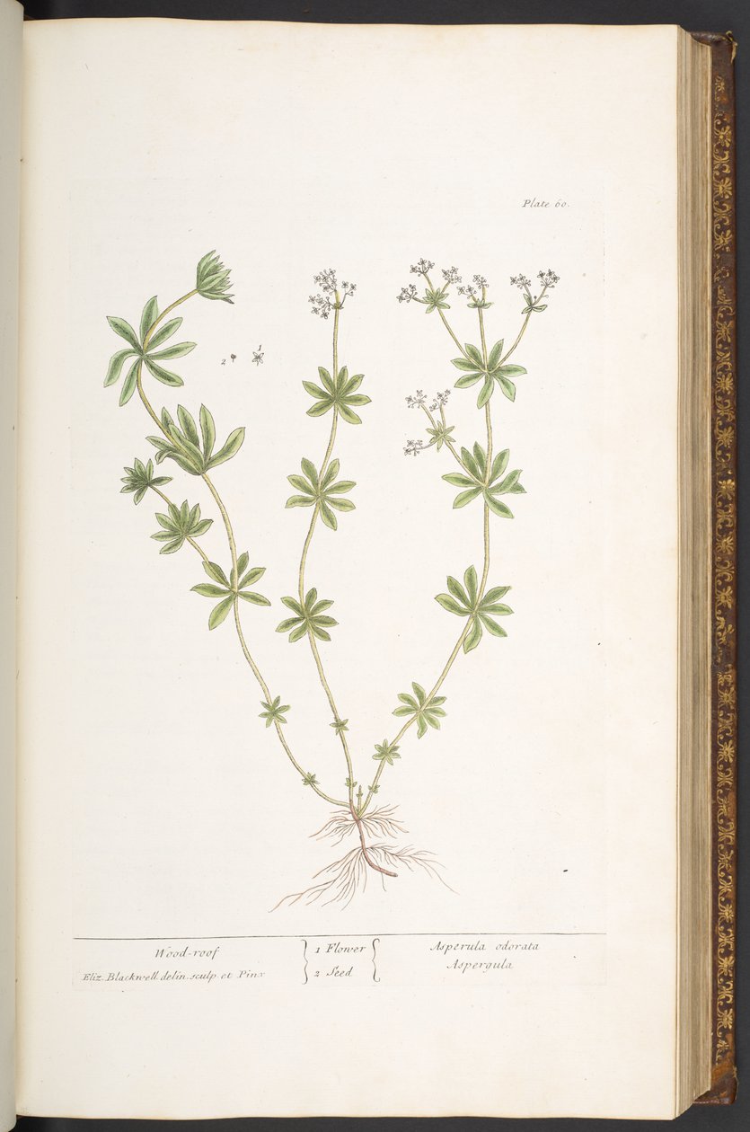 Talerz 60, Drewniany dach z „Ciekawego zielnika” autorstwa Elizabeth Blackwell