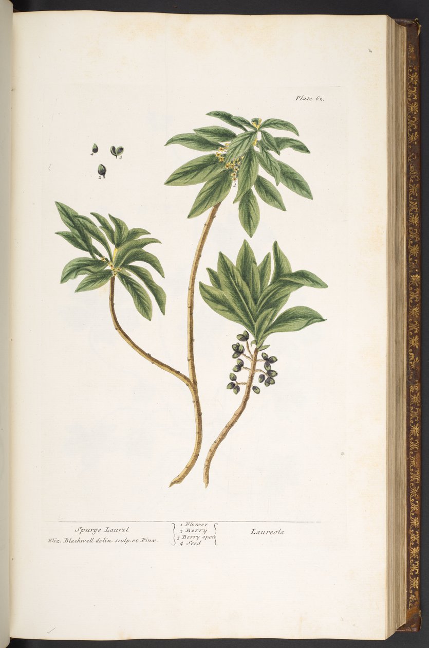 Talerz 62, z „Ciekawy zielnik” autorstwa Elizabeth Blackwell