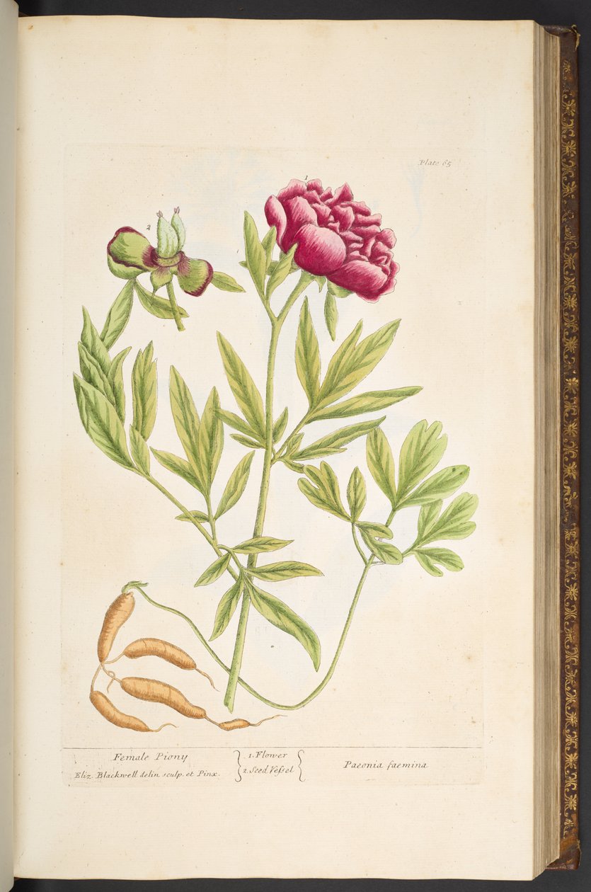 Talerz 65, z „Ciekawy zielnik” autorstwa Elizabeth Blackwell