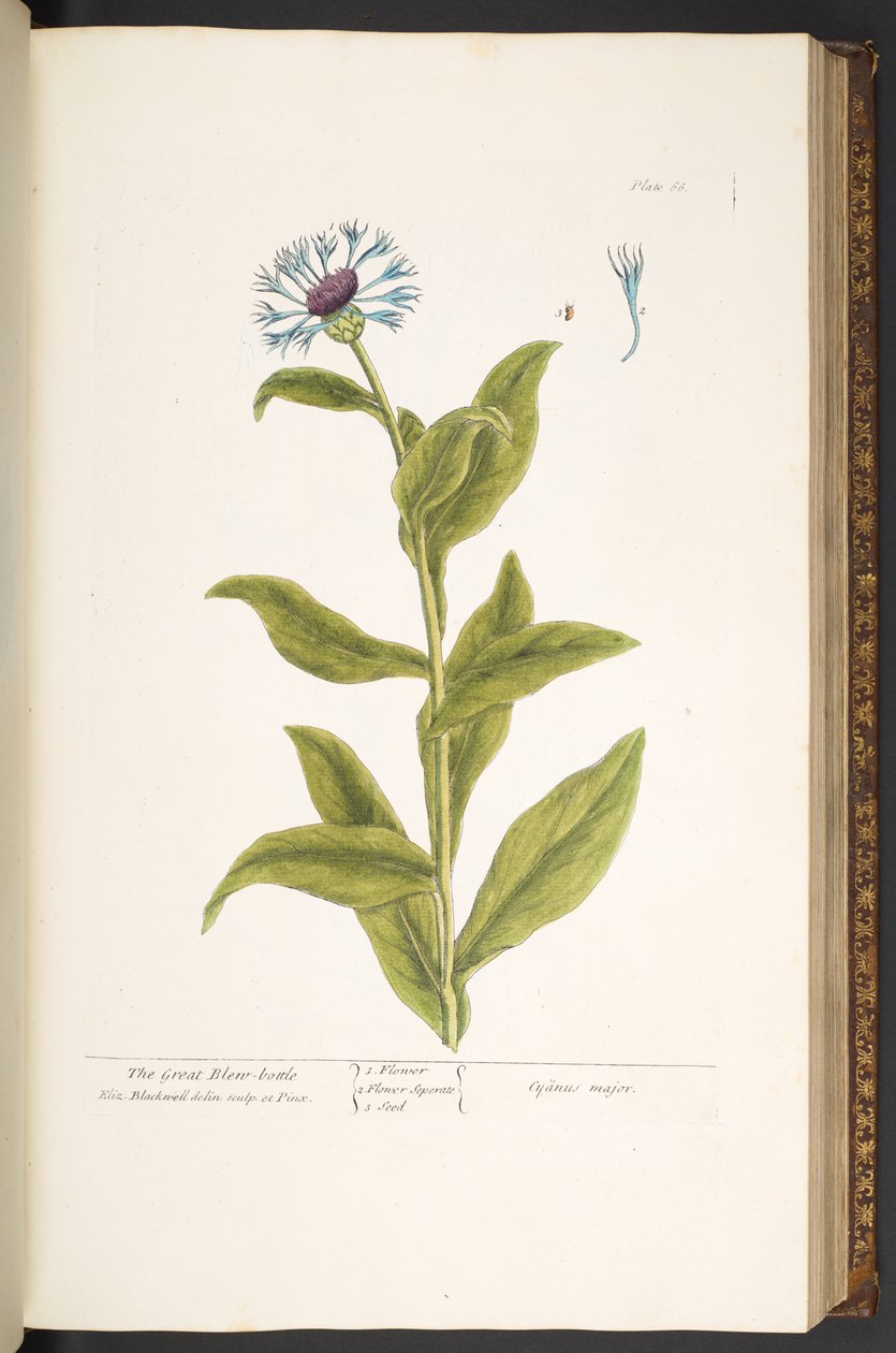 Talerz 66, z „Ciekawy zielnik” autorstwa Elizabeth Blackwell