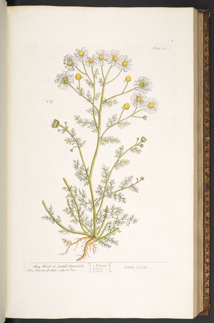 Talerz 67, z „Ciekawy zielnik” autorstwa Elizabeth Blackwell