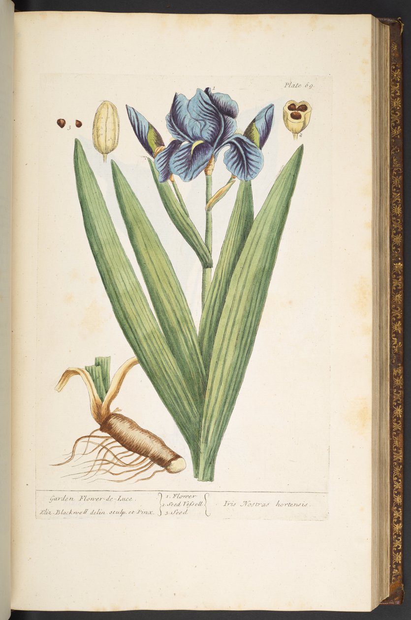 Talerz 69, Ogród Flower-de-Luce, z "Ciekawego ziela" autorstwa Elizabeth Blackwell