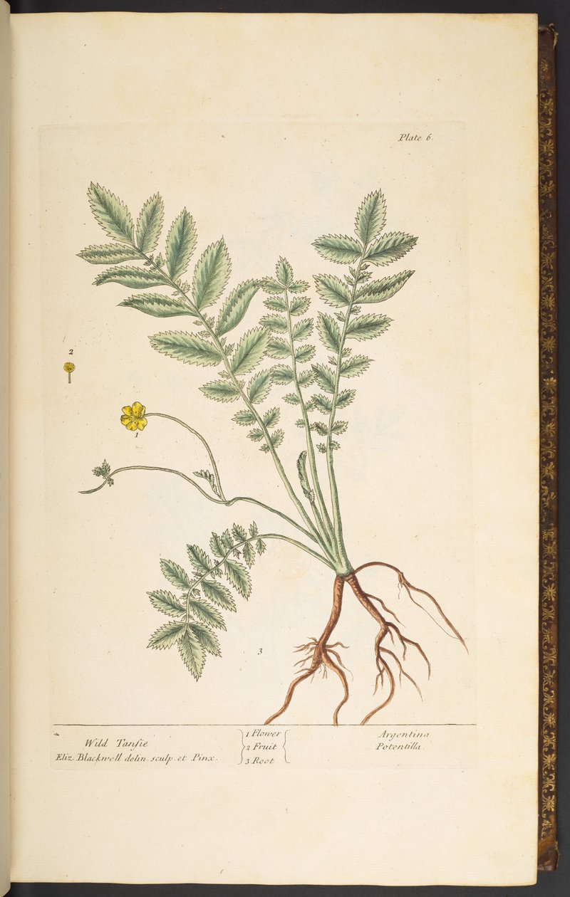 Talerz 6, Dziki Tansie, z „Ciekawego zielnika” autorstwa Elizabeth Blackwell
