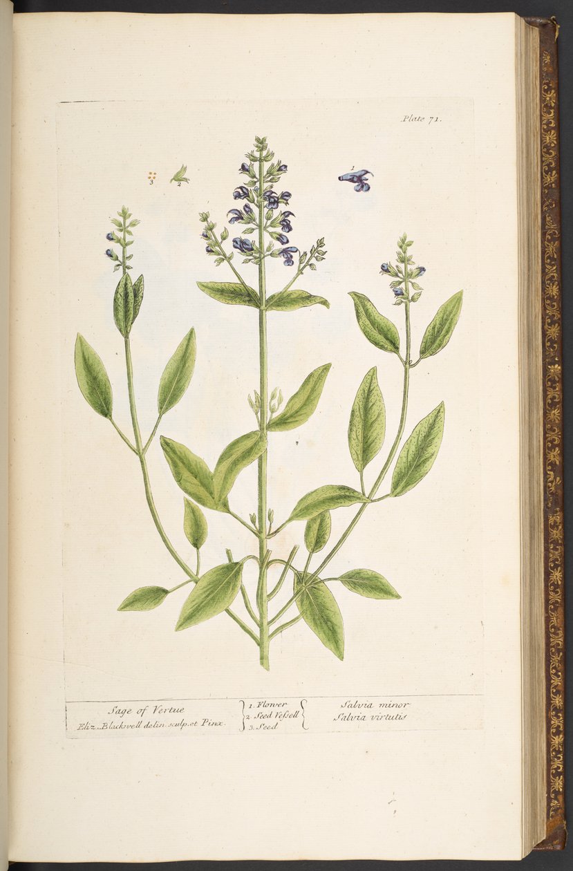 Talerz 71, z „Ciekawy zielnik” autorstwa Elizabeth Blackwell