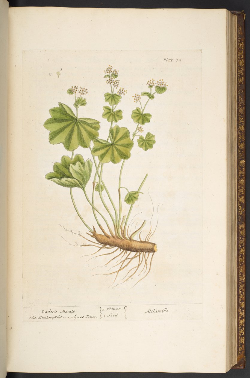 Talerz 72, z „Ciekawy zielnik” autorstwa Elizabeth Blackwell