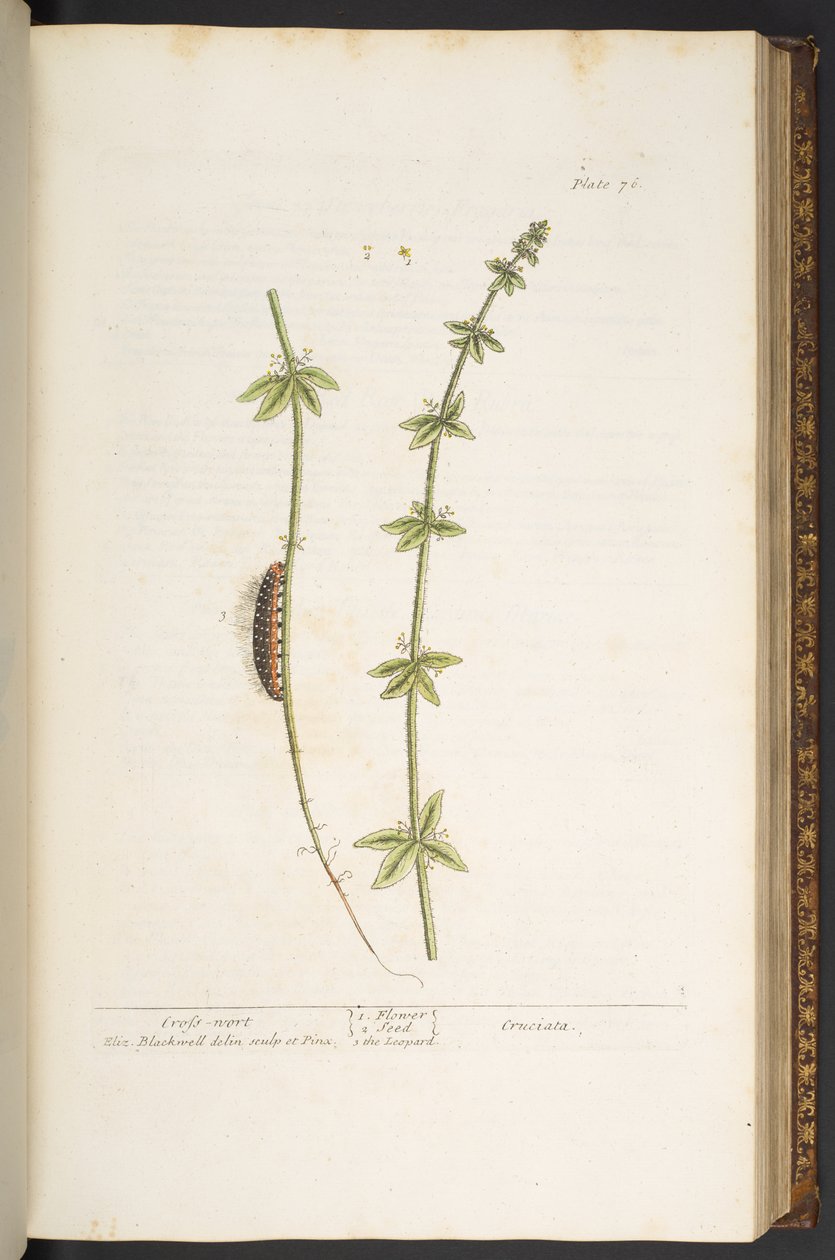 Talerz 76, Krzyżówka, z „Ciekawy Herbal” autorstwa Elizabeth Blackwell