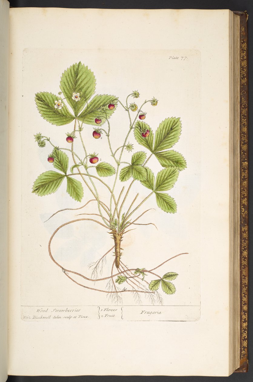 Talerz 77, z „Ciekawy zielnik” autorstwa Elizabeth Blackwell