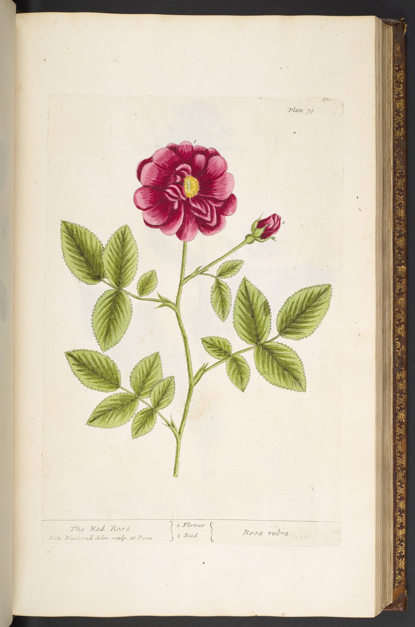 Talerz 78, z „Ciekawy zielnik” autorstwa Elizabeth Blackwell