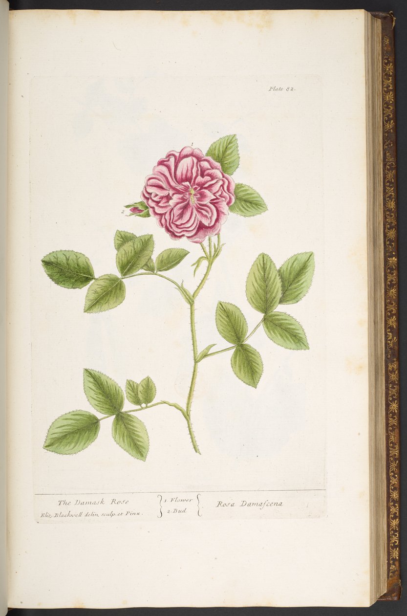 Talerz 82, Róża damasceńska, z „Ciekawy zielnik” autorstwa Elizabeth Blackwell