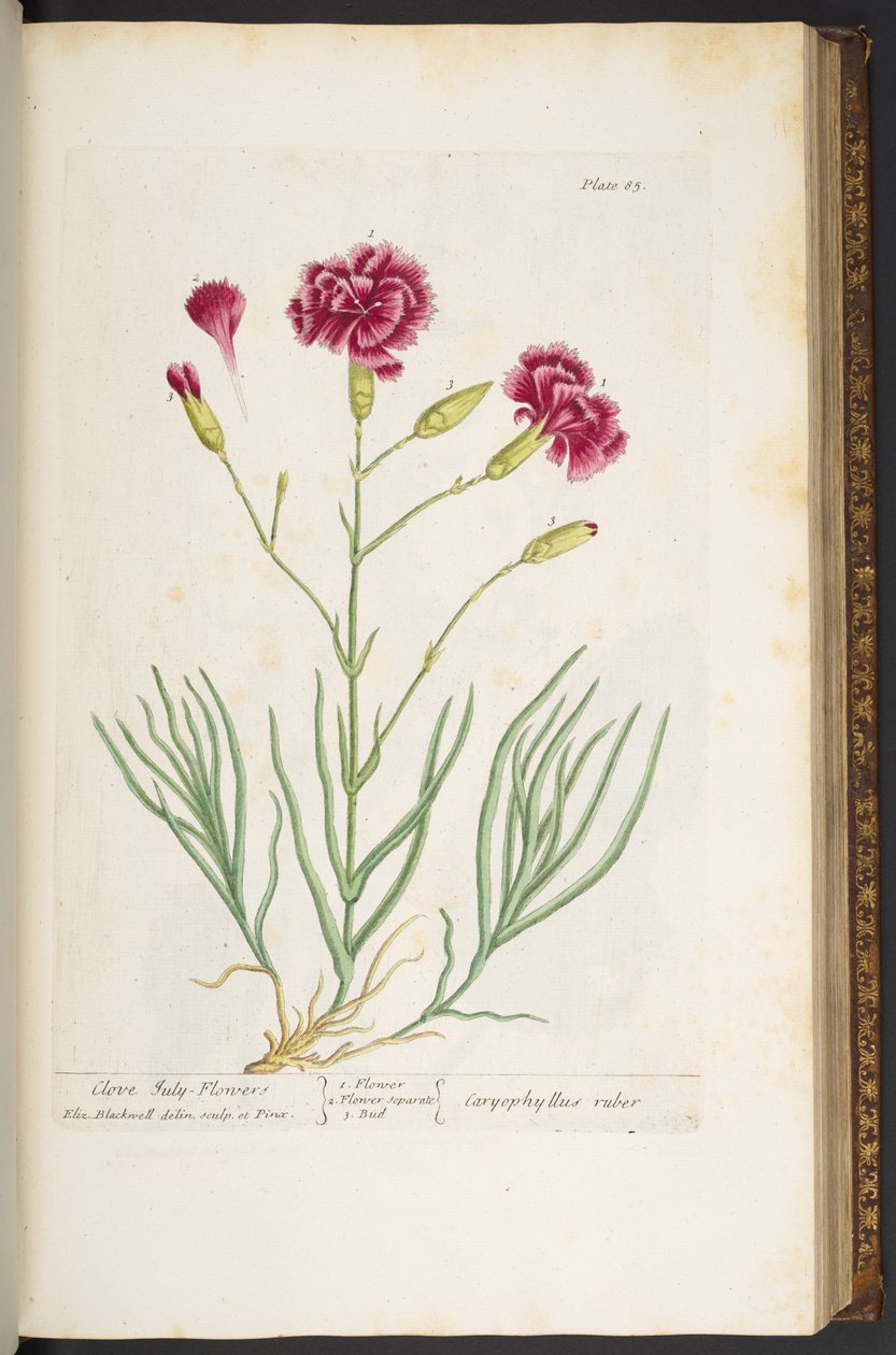 Talerz 85, z „Ciekawy zielnik” autorstwa Elizabeth Blackwell