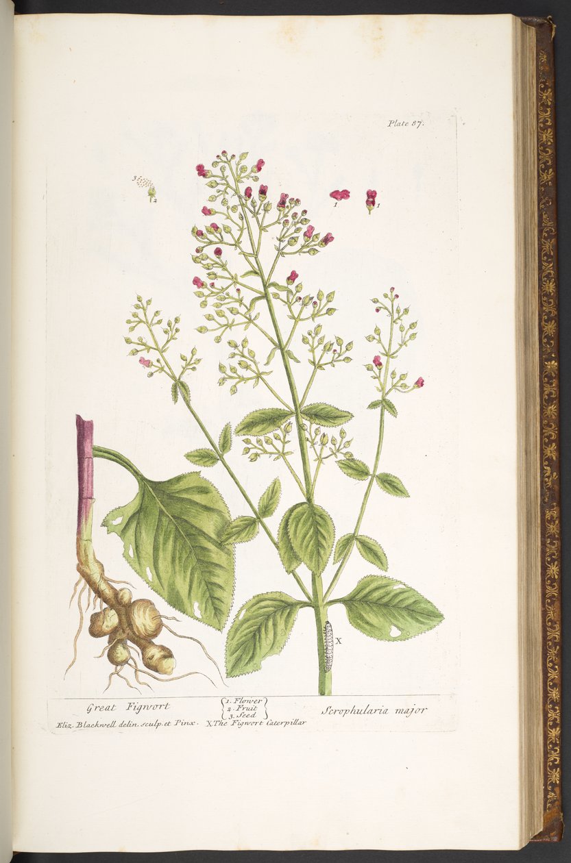 Talerz 87, z „Ciekawy zielnik” autorstwa Elizabeth Blackwell