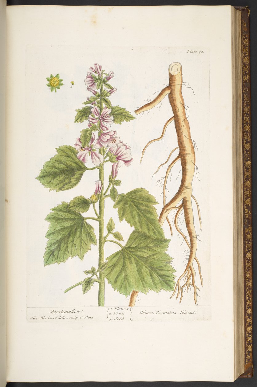 Talerz 90, z „Ciekawy zielnik” autorstwa Elizabeth Blackwell