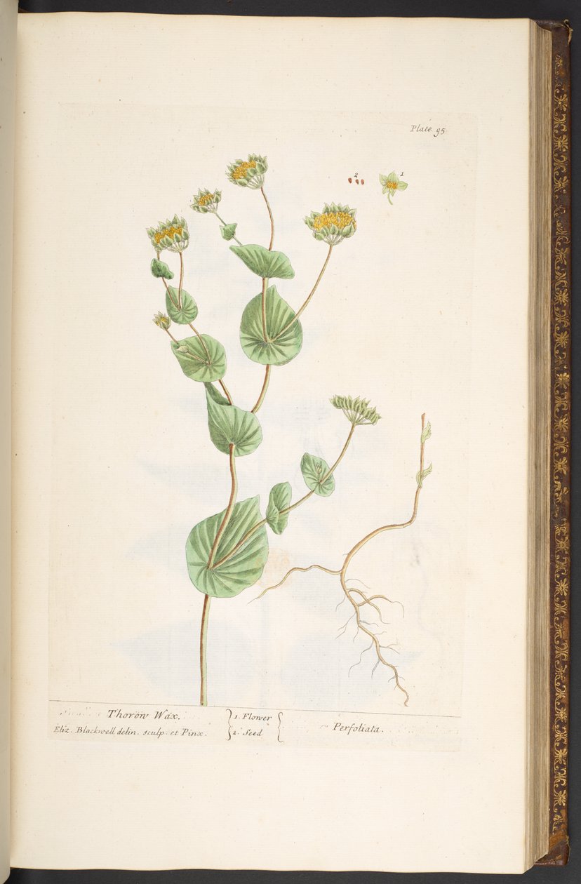 Talerz 95, z „Ciekawy zielnik” autorstwa Elizabeth Blackwell