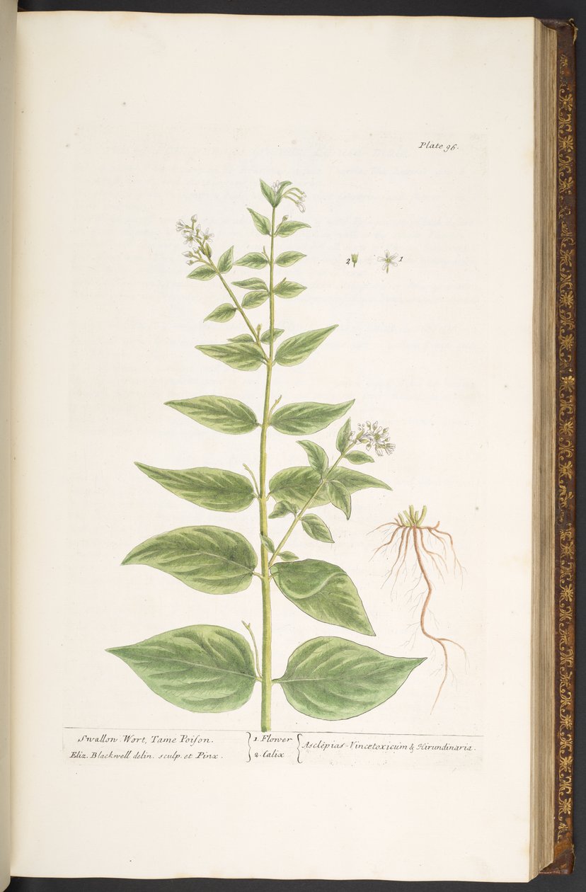 Talerz 96, z „Ciekawy zielnik” autorstwa Elizabeth Blackwell