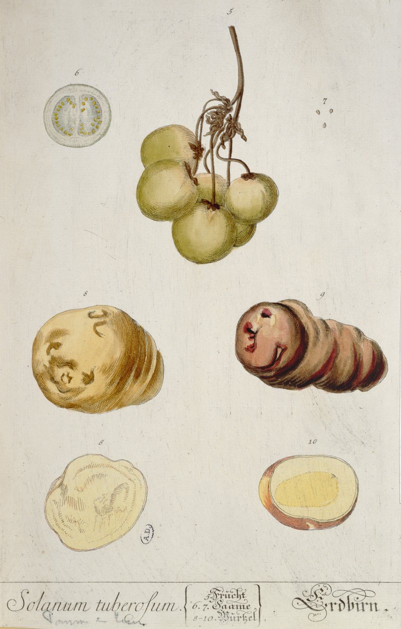 Bulwy ziemniaczane, płyta z "Herbarium Blackwellianum" wydana w Norymberdze 1757 (kolorowa grawerunek) autorstwa Elizabeth Blackwell