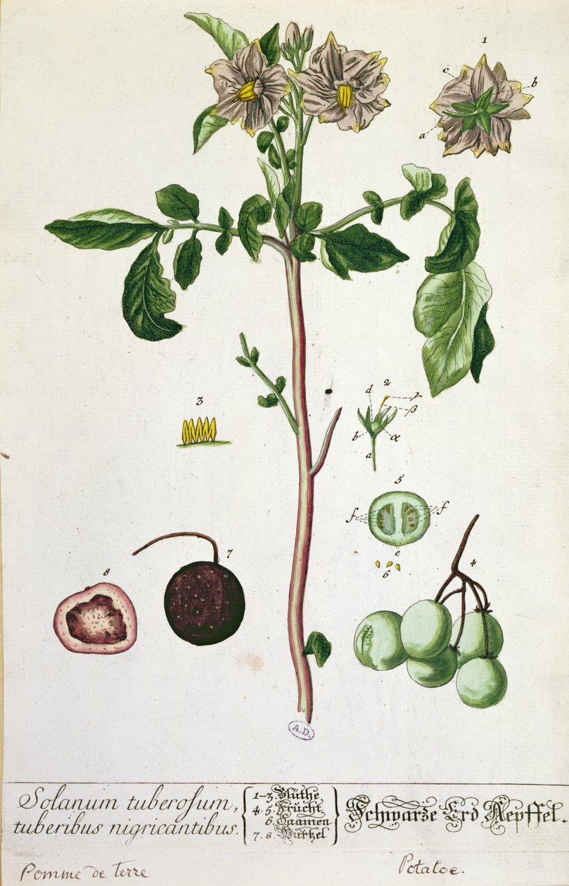 Roślina i owoc ziemniaka, talerz z "Herbarium Blackwellianum", wydany w 1757 r. w Norymberdze, Niemcy (kolorowe grawerowanie) autorstwa Elizabeth Blackwell