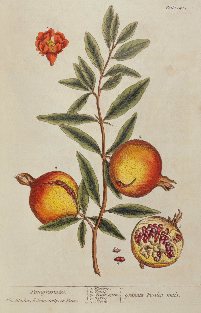 Punica granatum, z Ciekawego ziela, 1782 autorstwa Elizabeth Blackwell