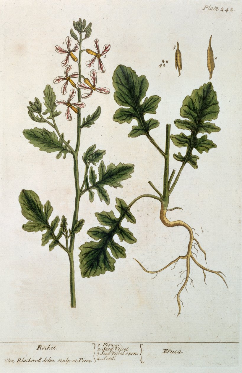 Rakieta, tablica 242 z "A Curious Herbal", opublikowana w 1782 r. (rycina kolorowa) autorstwa Elizabeth Blackwell
