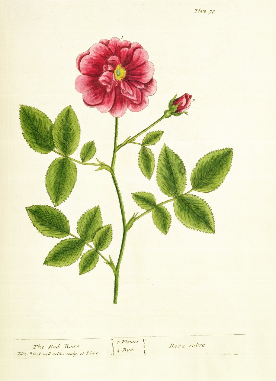 Róża: Gallica, z „Ciekawy zielnik”, 1737 autorstwa Elizabeth Blackwell