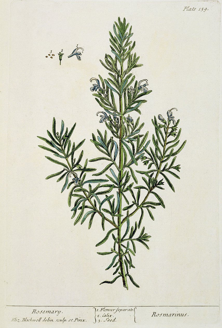 Rosmarinus Officinalis, z „Ciekawy zielnik”, 1782 (kolorowy grawerunek) autorstwa Elizabeth Blackwell