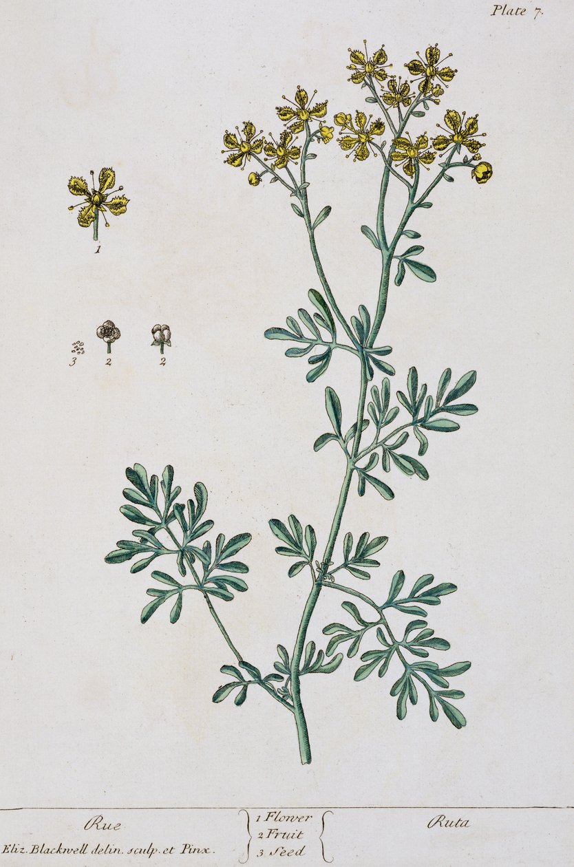 Rue, tablica 7 z „Ciekawego zielnika”, wydana w 1782 r. (kolorystyka) autorstwa Elizabeth Blackwell