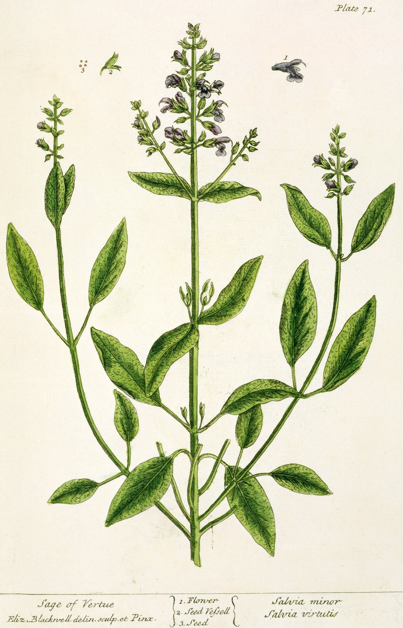 Salviam z "A Curious Herbal", 1782 (rycina kolorowa) autorstwa Elizabeth Blackwell