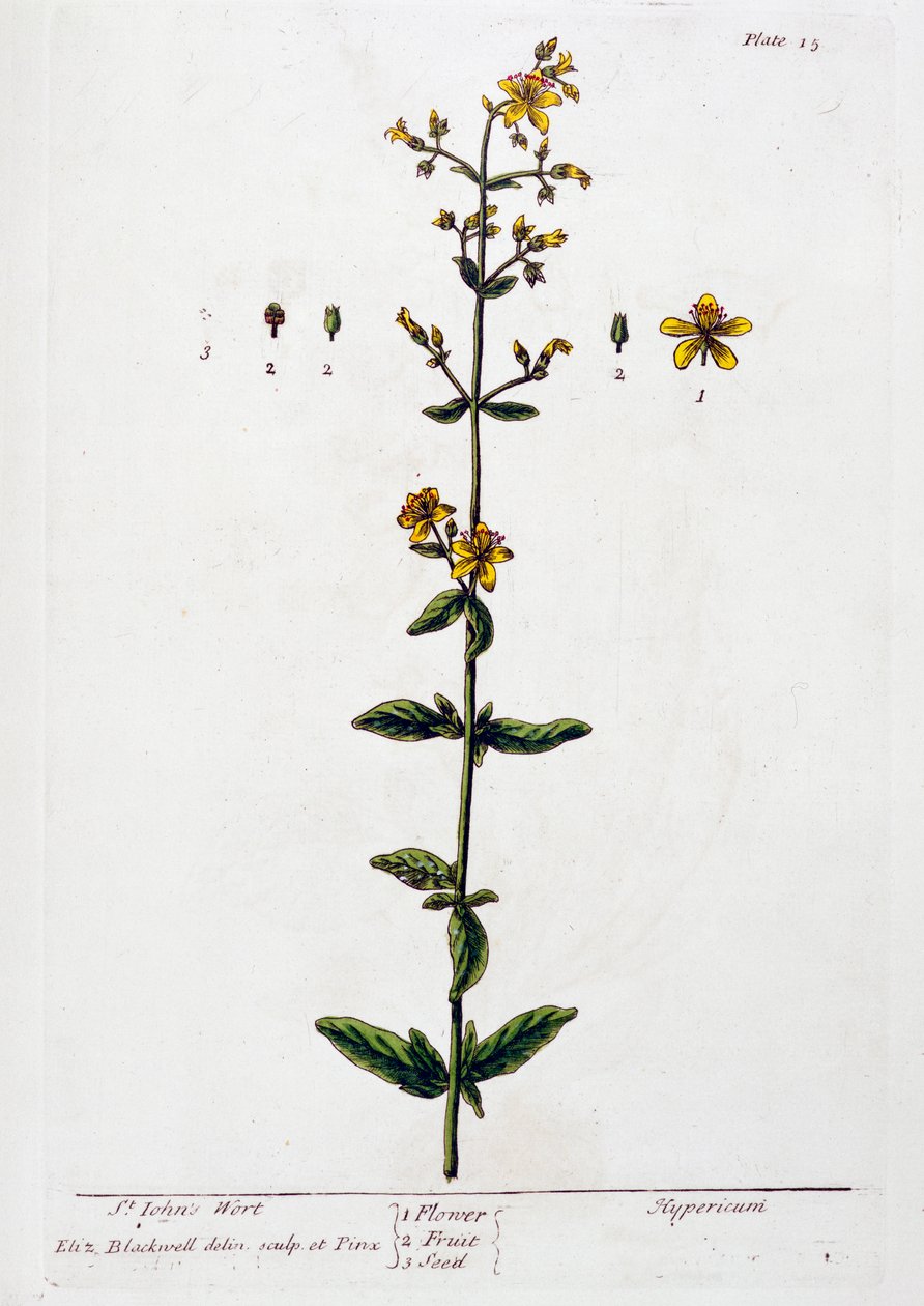 Ziele dziurawca, 1782 autorstwa Elizabeth Blackwell