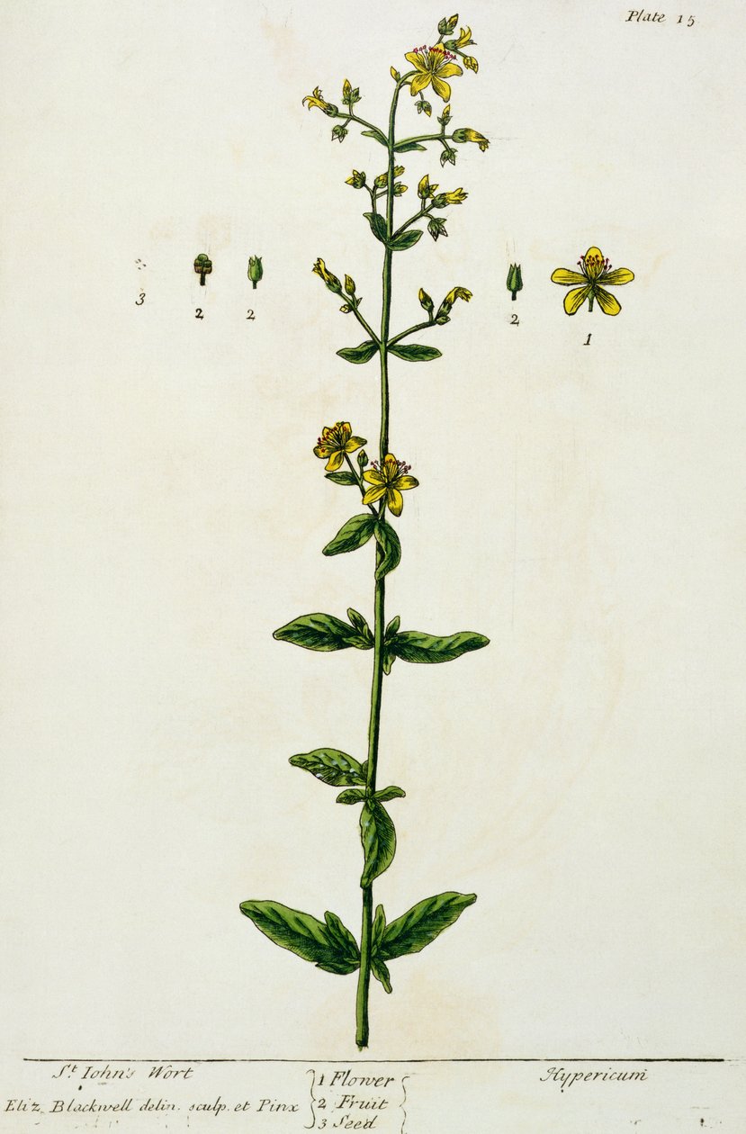 ziele dziurawca, tablica 15 z "Ciekawego zielnika", wydana w 1782 r. (kolorystyka) autorstwa Elizabeth Blackwell