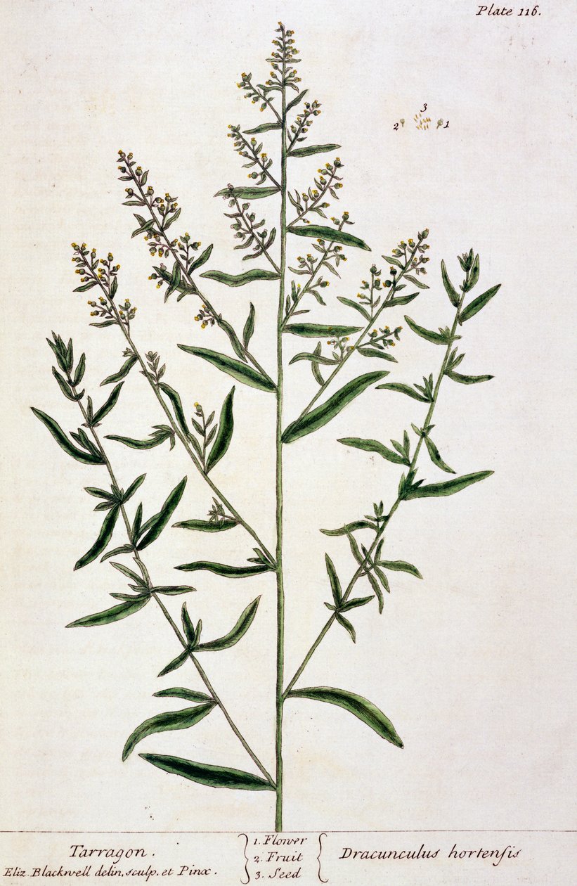 Estragon, tablica 116 z "Ciekawego zielnika", wydana w 1782 r. (kolorowa grawerunek) autorstwa Elizabeth Blackwell