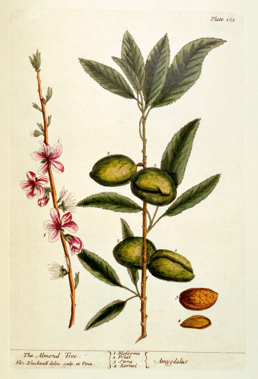 Drzewo migdałowe, tablica 105 z "Ciekawego zielnika", wydana w 1782 r. (kolorowa grawerunek) autorstwa Elizabeth Blackwell