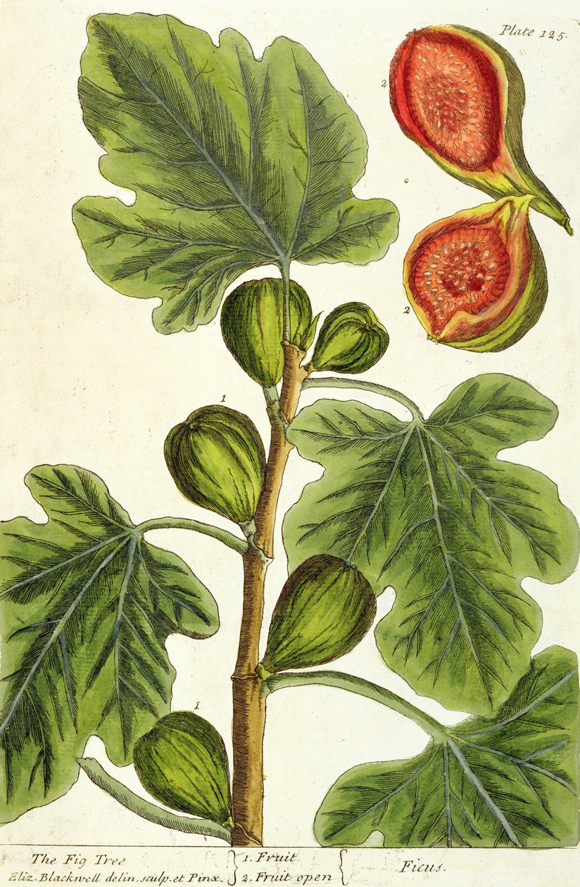 Drzewo figowe, tablica 125 z "Ciekawego zielnika", wydana w 1782 r. (kolorowa grawerunek) autorstwa Elizabeth Blackwell