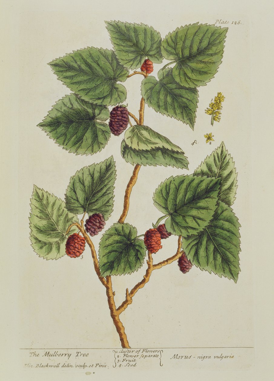 Drzewo morwowe, tablica 126 z "A Curious Herbal", opublikowana w 1782 r. (rycina kolorowa) autorstwa Elizabeth Blackwell
