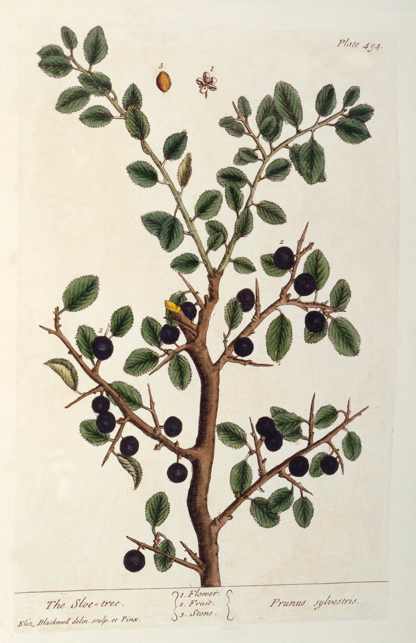 Drzewo tarniny, tablica 494 z „Ciekawskiego zielnika”, wydana w 1782 r. (kolorowa grawerunek) autorstwa Elizabeth Blackwell