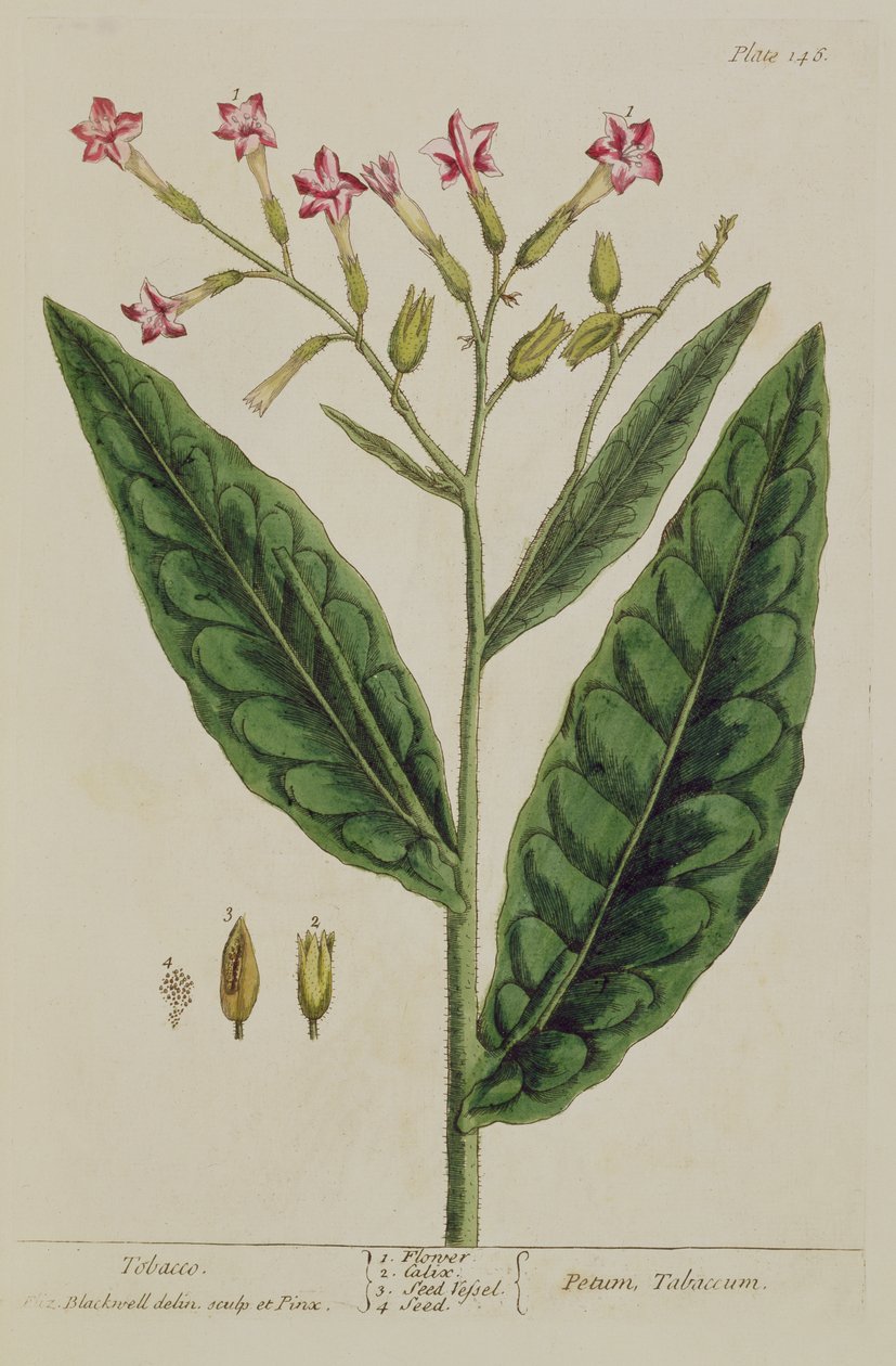 Tytoń, tablica 146 z "A Curious Herbal", opublikowana w 1782 r. (rycina kolorowa) autorstwa Elizabeth Blackwell