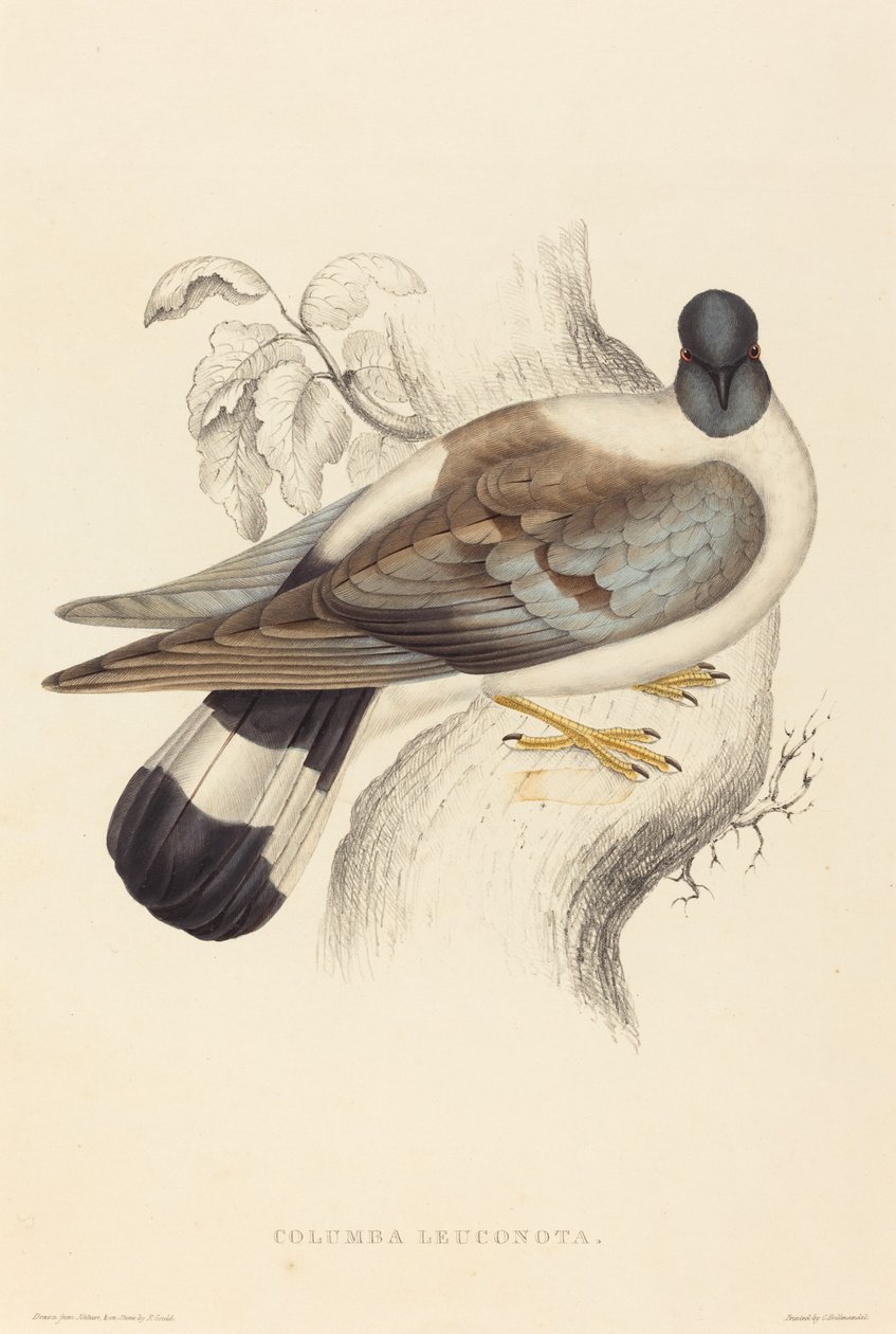 Columba Leuconota (Śnieżny Gołąb) autorstwa Elizabeth Gould