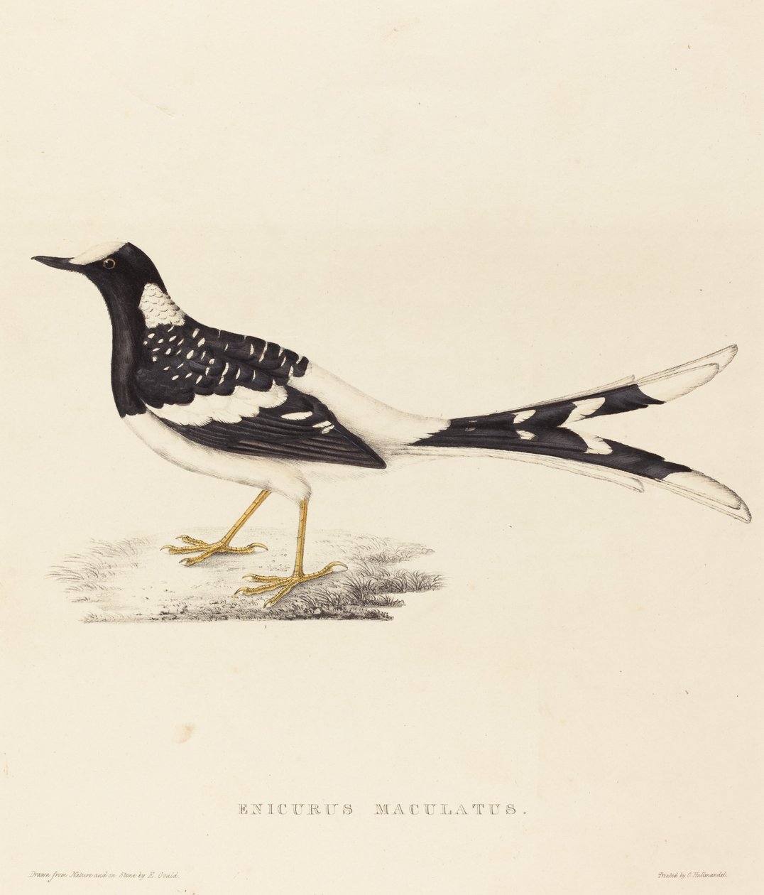 Enicurus Maculatus (widłogon plamisty) autorstwa Elizabeth Gould