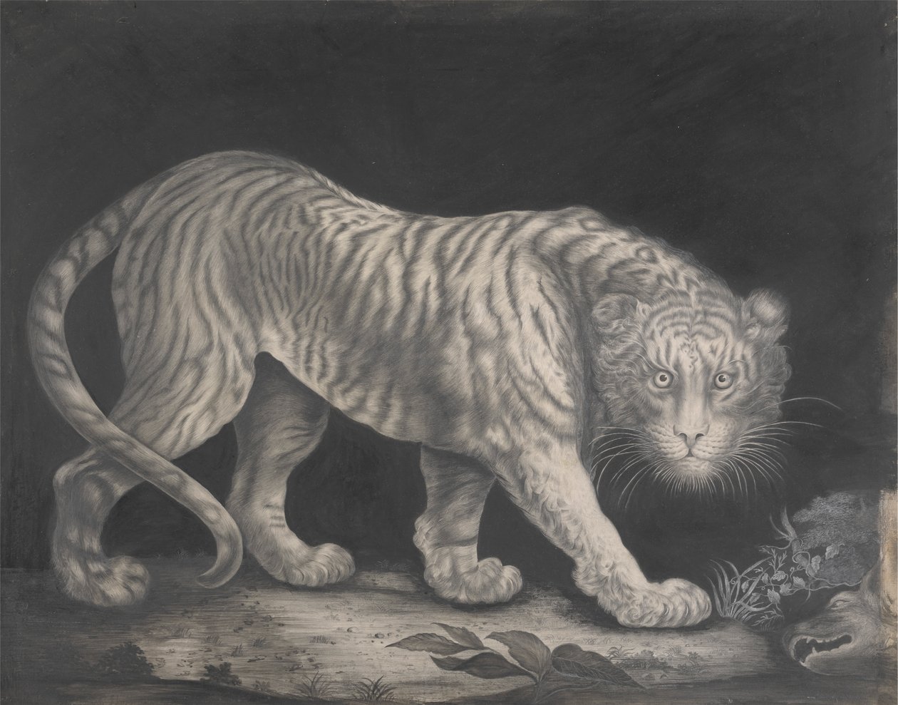 Grasujący tygrys autorstwa Elizabeth Pringle