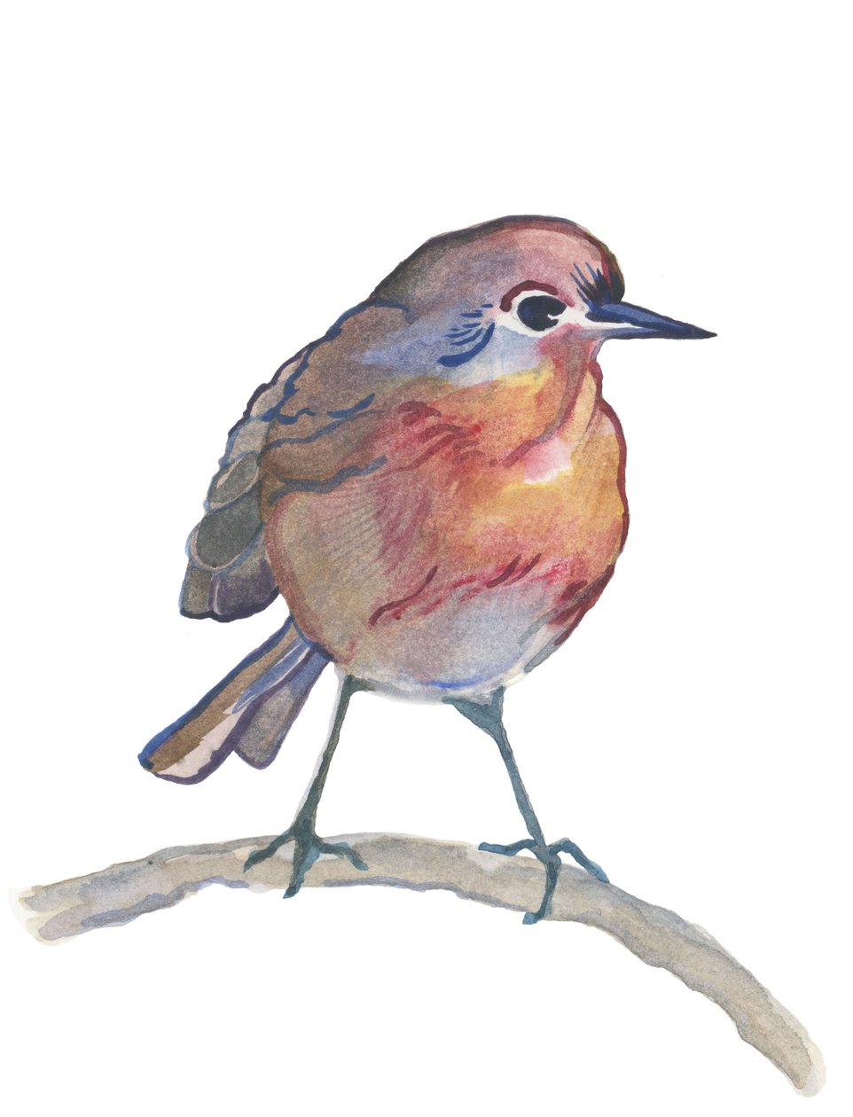 Robin, 2017 (akwarela) autorstwa Elizabeth Rider