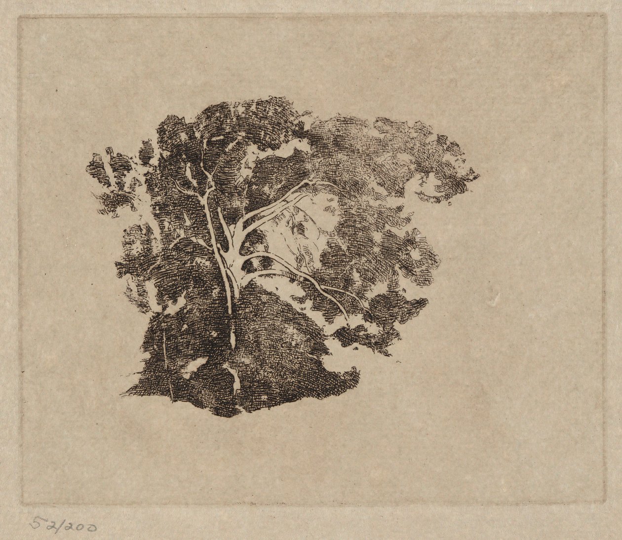 Badanie drzewa autorstwa Emil Carlsen