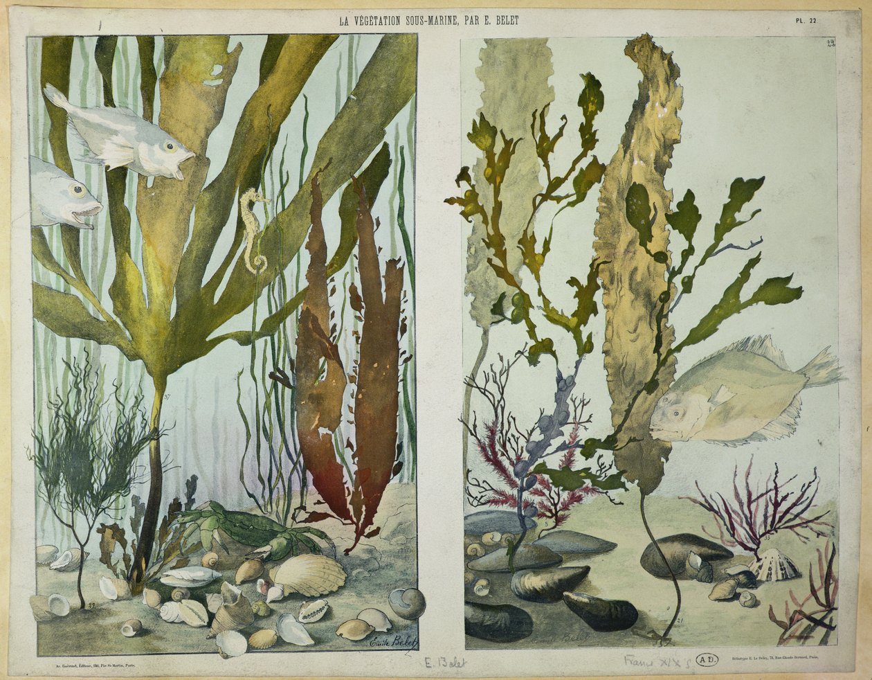 Wodorosty, ryby, konik morski, krab i skorupiaki, ilustrowane tablice z "La Vie sous marine", koniec XIX wieku (heliograwiura) autorstwa Emile Belet