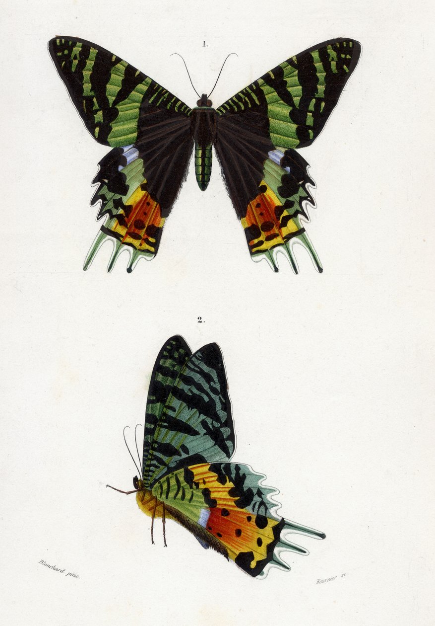 Urania Riphaeus, 1869 (ręcznie barwiony grawerunek) autorstwa Emile Theophile Blanchard