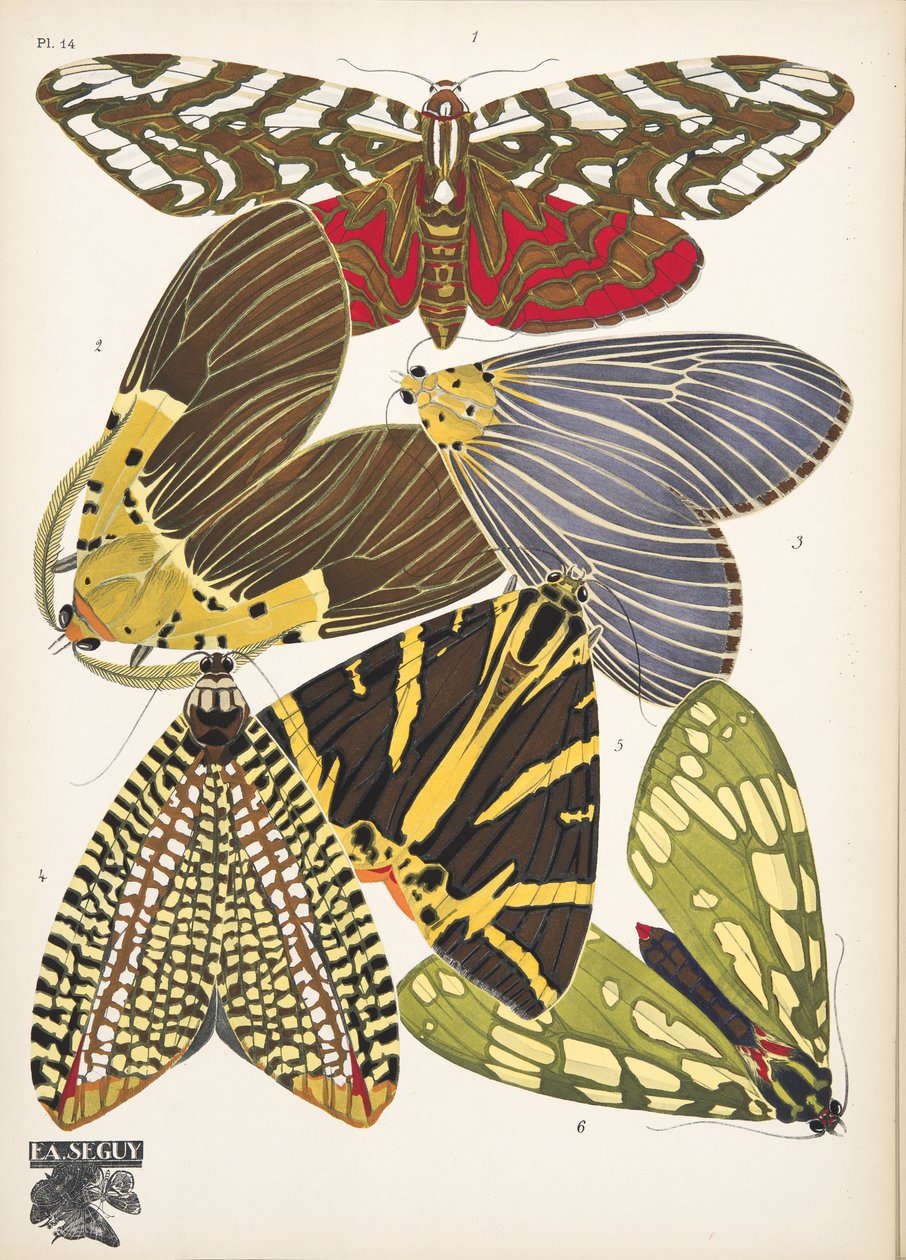 Płyta 14, z Butterflies, wyd. 1925 (odbitka szablonowa) autorstwa Émile Allain Séguy