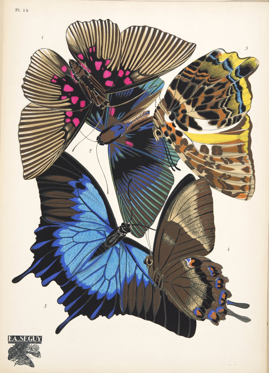 Płyta 16, z Butterflies, wyd. 1925 (odbitka szablonowa) autorstwa Émile Allain Séguy