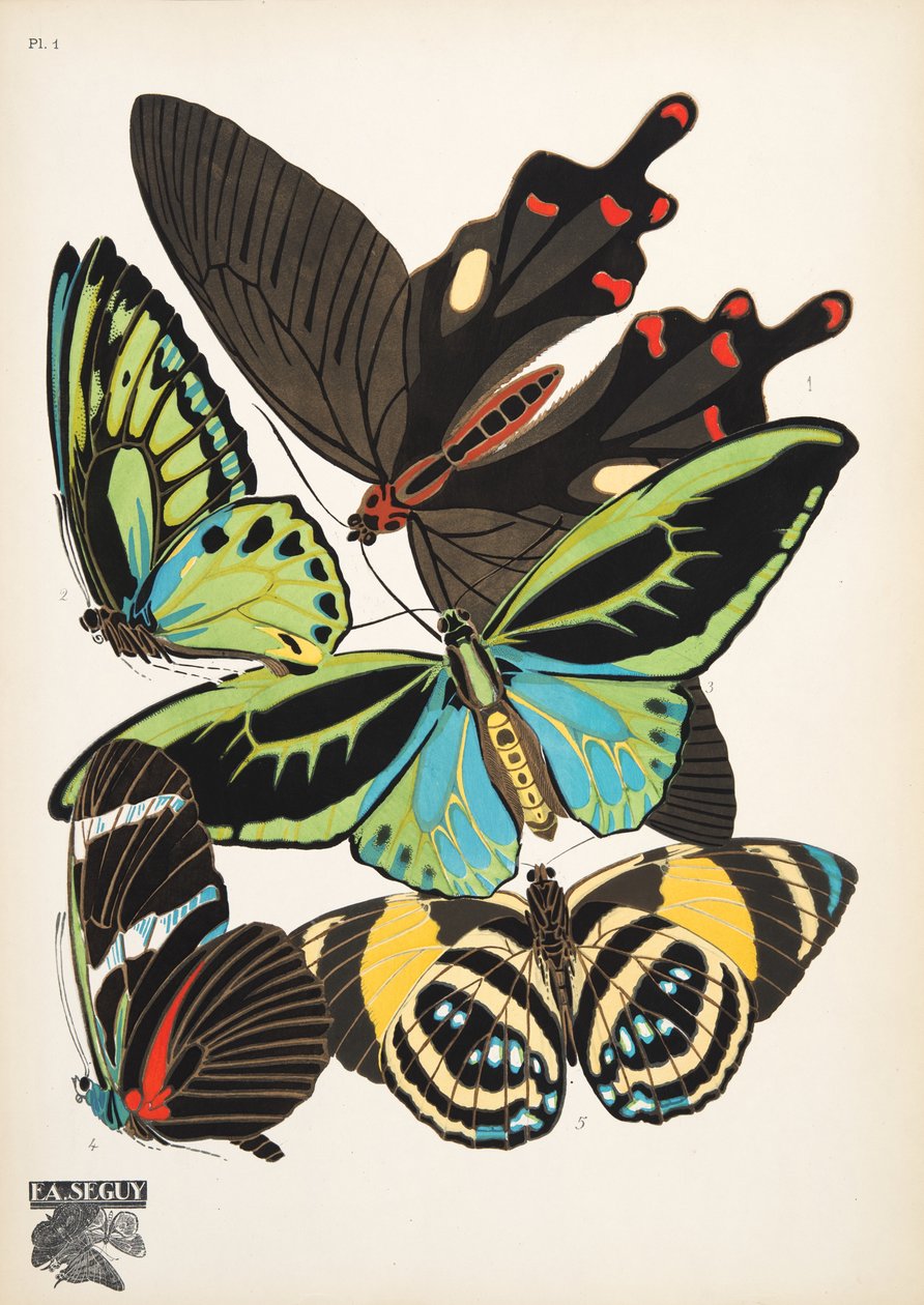 Płyta 1, z Butterflies, wyd. 1925 (odbitka szablonowa) autorstwa Émile Allain Séguy