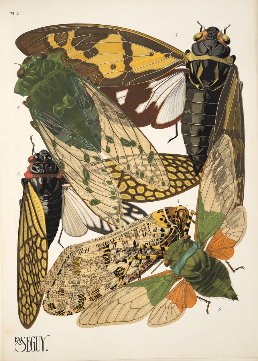 Talerz 2 z Owady, wyd. 1930 (odbitka w pochoirze) autorstwa Émile Allain Séguy