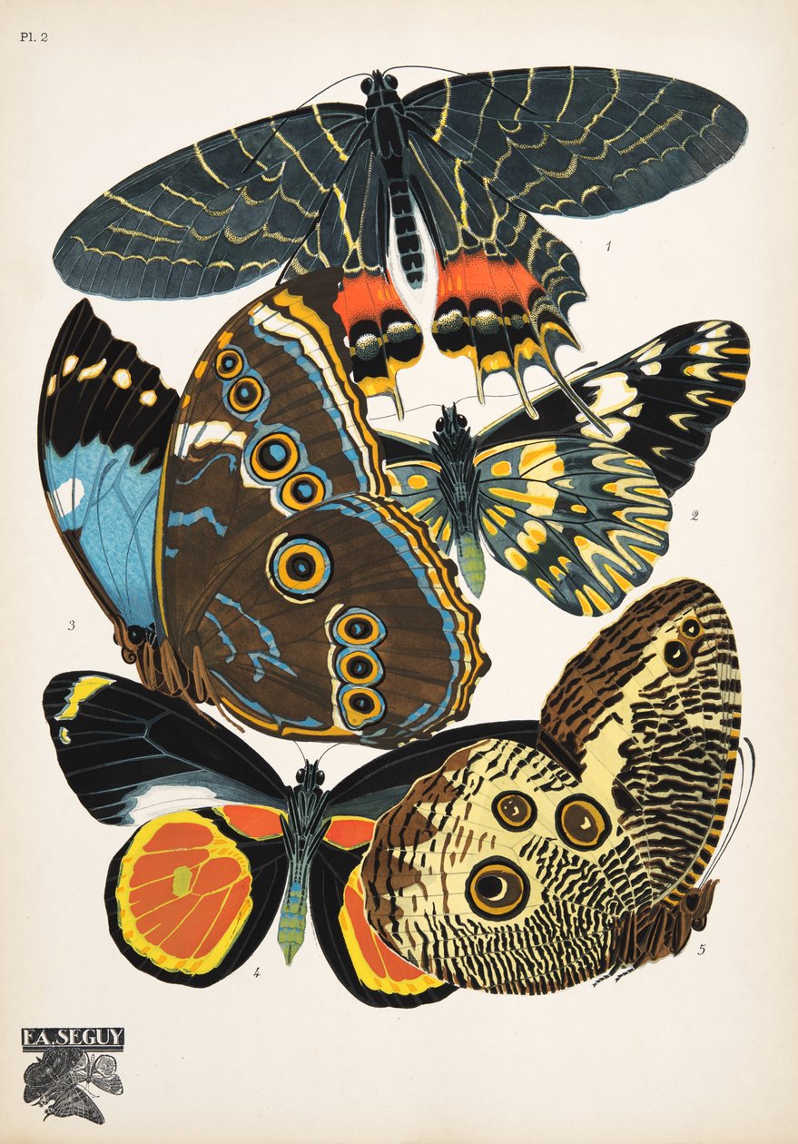 Płyta 2, z Butterflies, wyd. 1925 (odbitka szablonowa) autorstwa Émile Allain Séguy