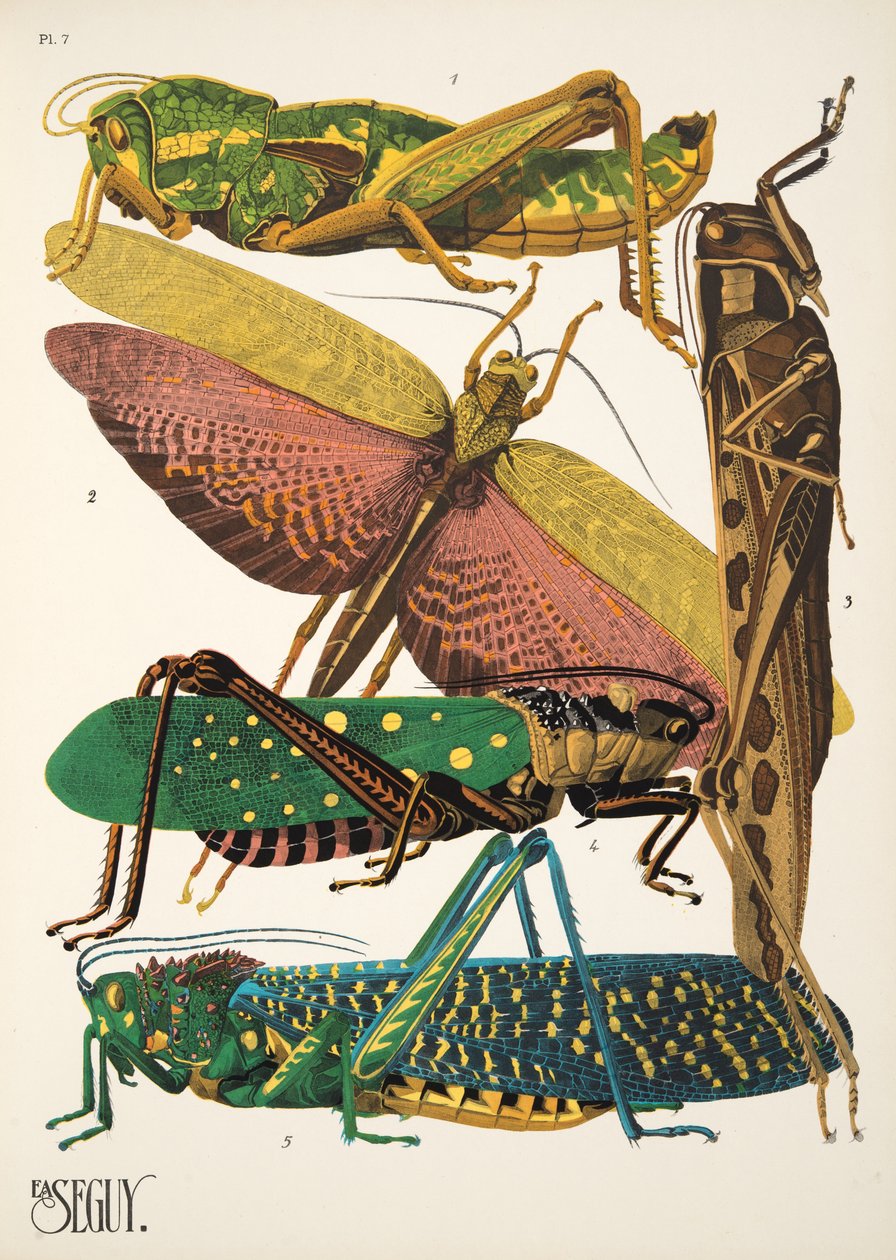Tabliczka 7 z Owady, wyd. 1930 (odbitka w pochoirze) autorstwa Émile Allain Séguy